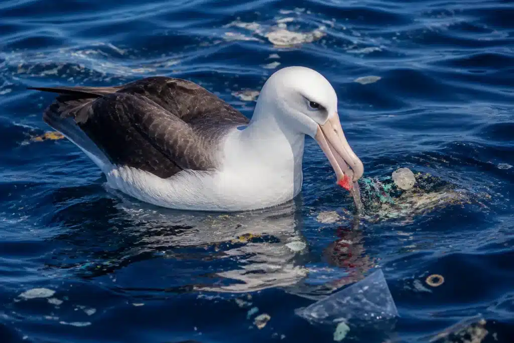 Albatros mangeant débris plastique coloré flottant surface océan