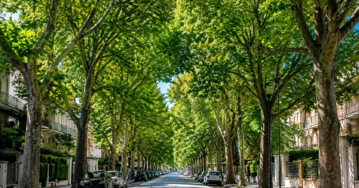 Allee citadine bordee d'essences denses formant voute