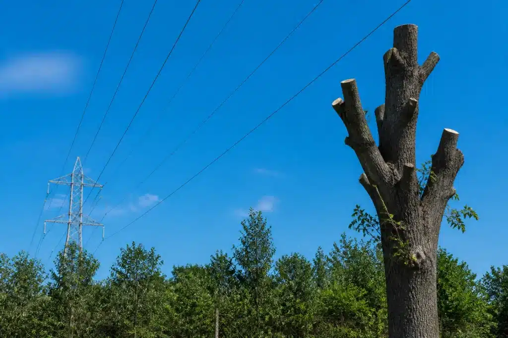 Arbre elague pres de ligne electrique haute tension