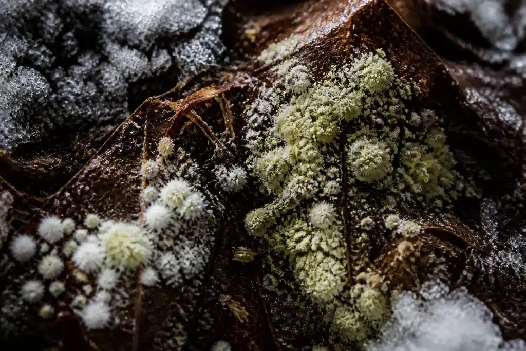 Microorganismes arctiques decomposant matiere organique brune