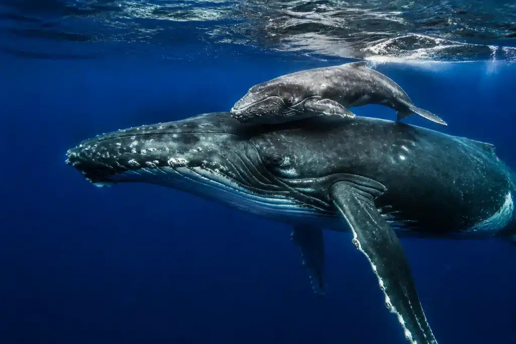 Baleine mère nageant près de son petit baleineau dans ocean