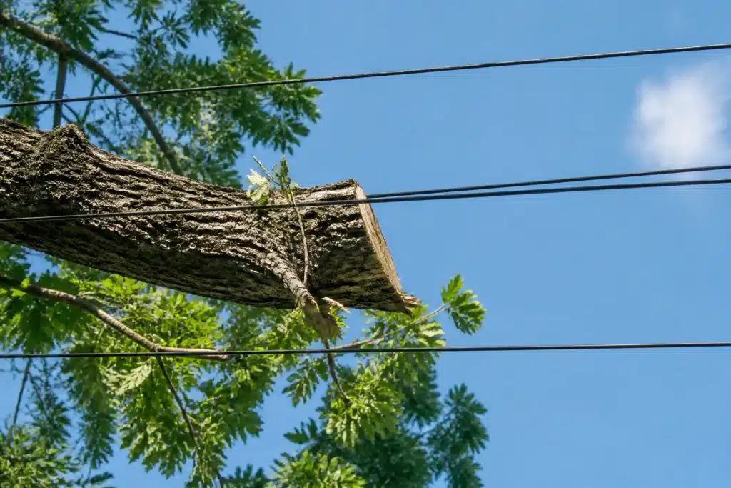Branche d'arbre coupée près de fils électriques