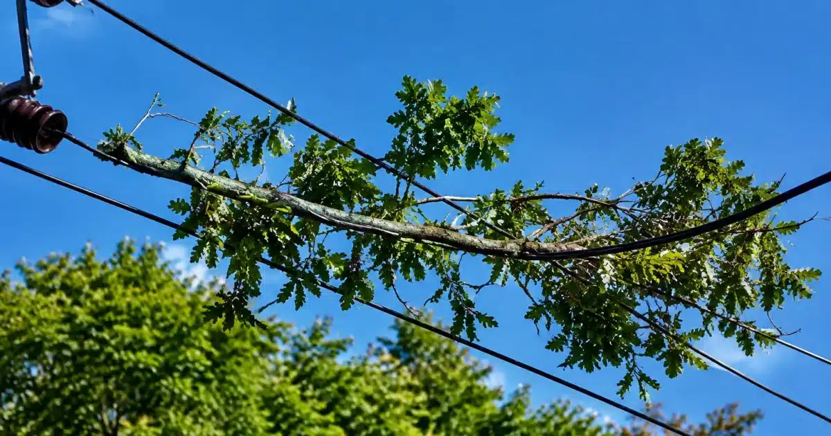 Branche d'arbre reposant horizontalement sur fil électrique haute tension