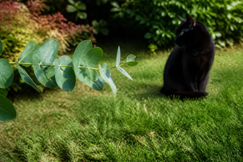 Branche eucalyptus verte loin du chat noir