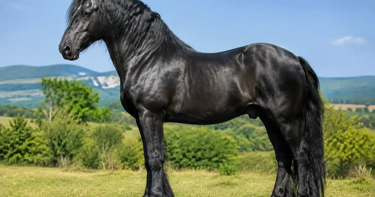 Cheval massif noir debout de profil, impressionnant par sa taille colossale