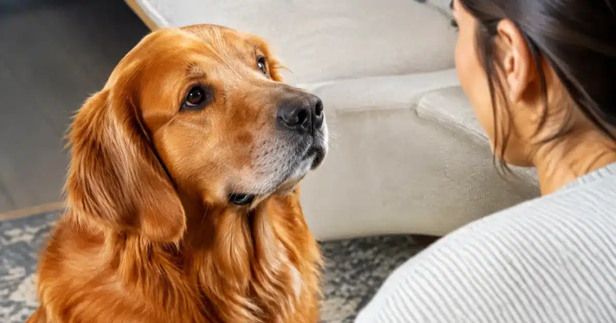 Chien regardant intensément le visage d'une personne assise face a lui