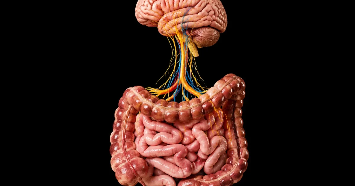 Coupe anatomique intestins connectes au cerveau fond noir