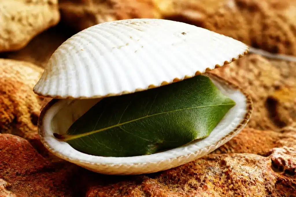 Feuille de laurier verte dans coquille blanche close