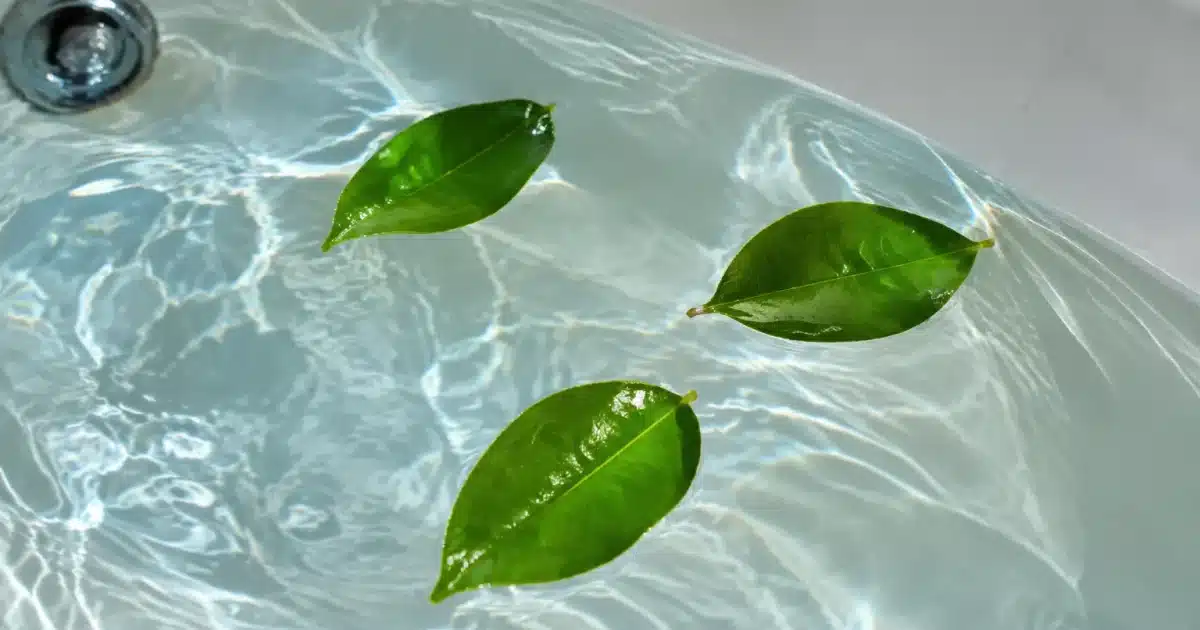 Trois feuilles vertes flottant a la surface d'une baignoire remplie d'eau chaude