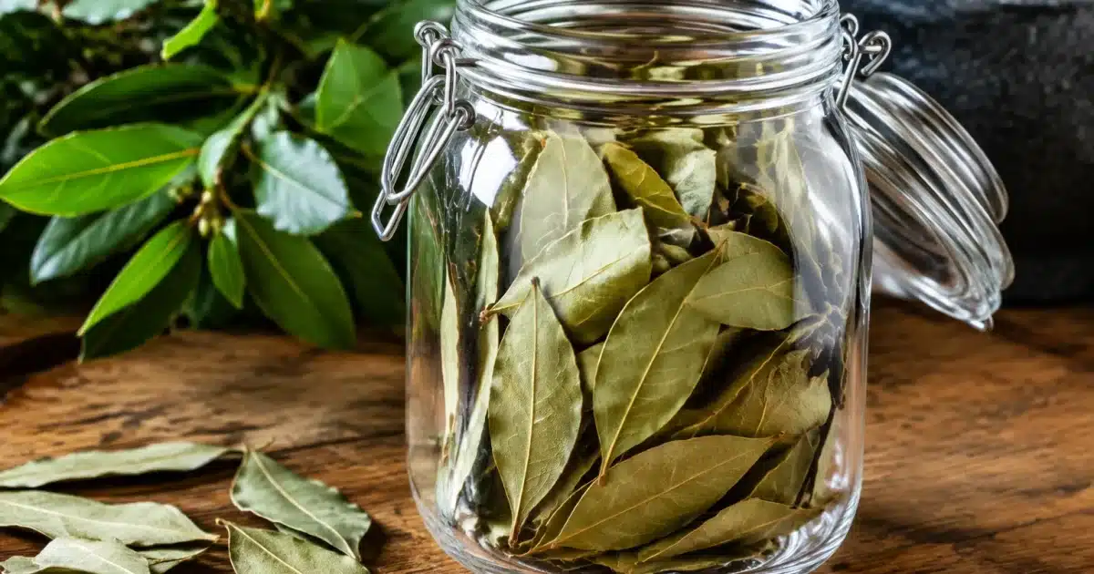Feuilles de laurier seches versees dans un bocal en verre ferme