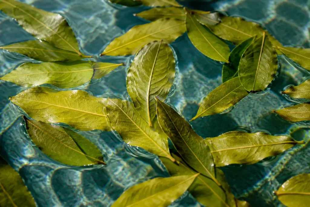 Feuilles de laurier flottant dans eau claire