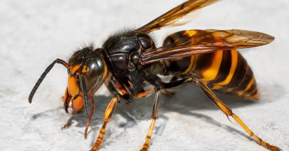 Frelon asiatique géant posé sur surface claire, vue rapprochée détaillée