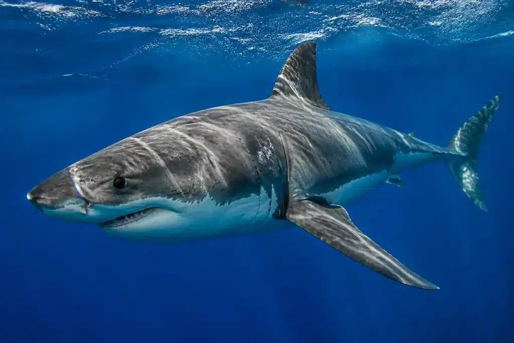 Grand requin blanc nageant dans océan bleu profond