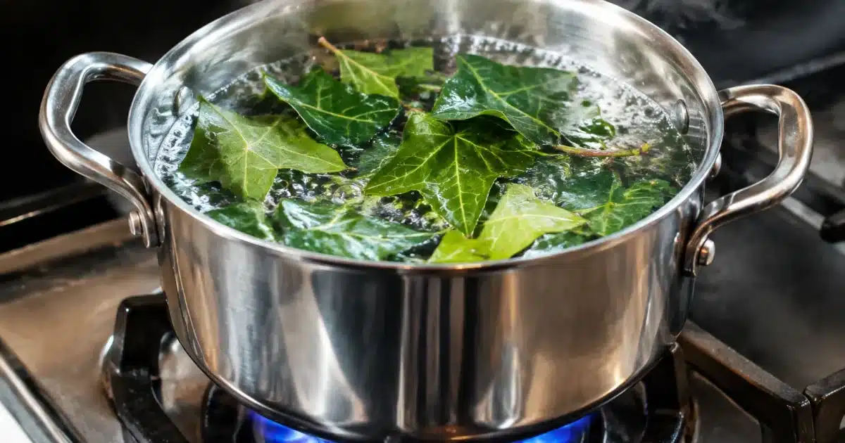 Pot d'eau bouillante contenant des feuilles de lierre immergees sur flamme