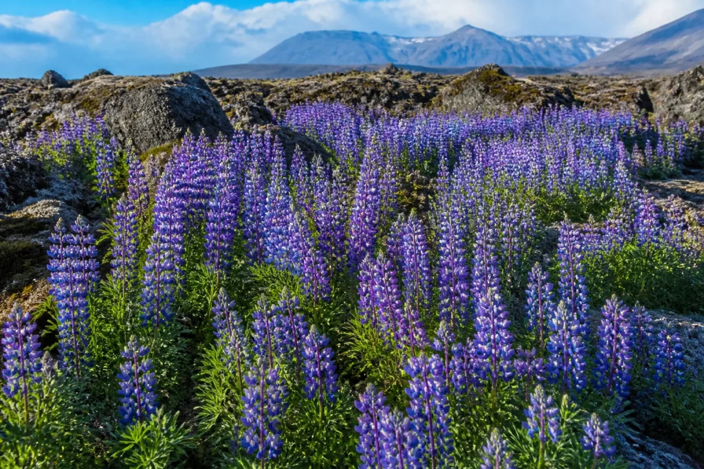 Tapis dense de lupins violets couvrant terrain rocheux