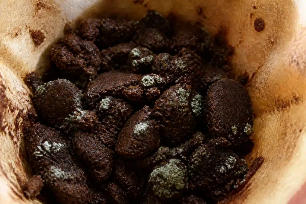 Marc de cafe humide avec traces verdatres de moisissure