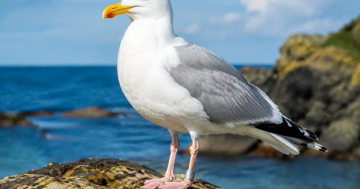 Grand oiseau blanc marin portant bague sur rocher