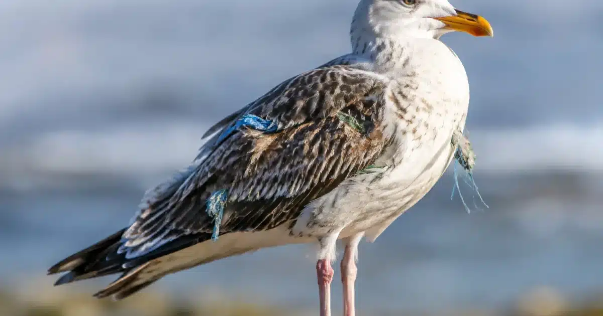 Oiseau perché montrant débris plastiques incrustés dans plumage