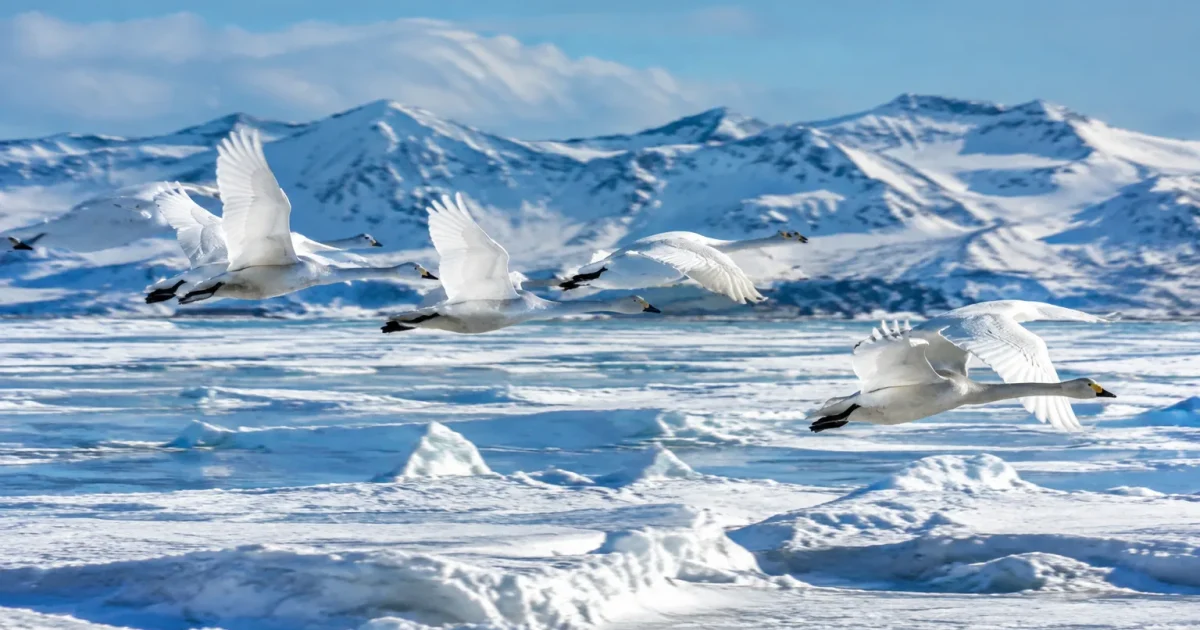 Bande d'oiseaux en vol rasant paysage blanc et glace