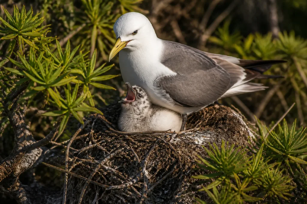 Predateurs herbivores oiseaux nid plantes vegetation insulaire