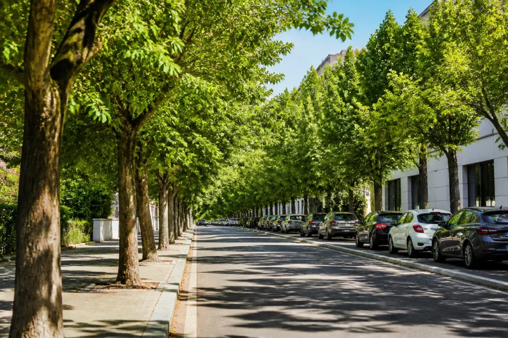 Rangee arbres feuillus ombragant rue urbaine