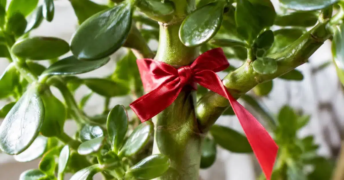 Ruban rouge noue autour du tronc vert d'une plante jade