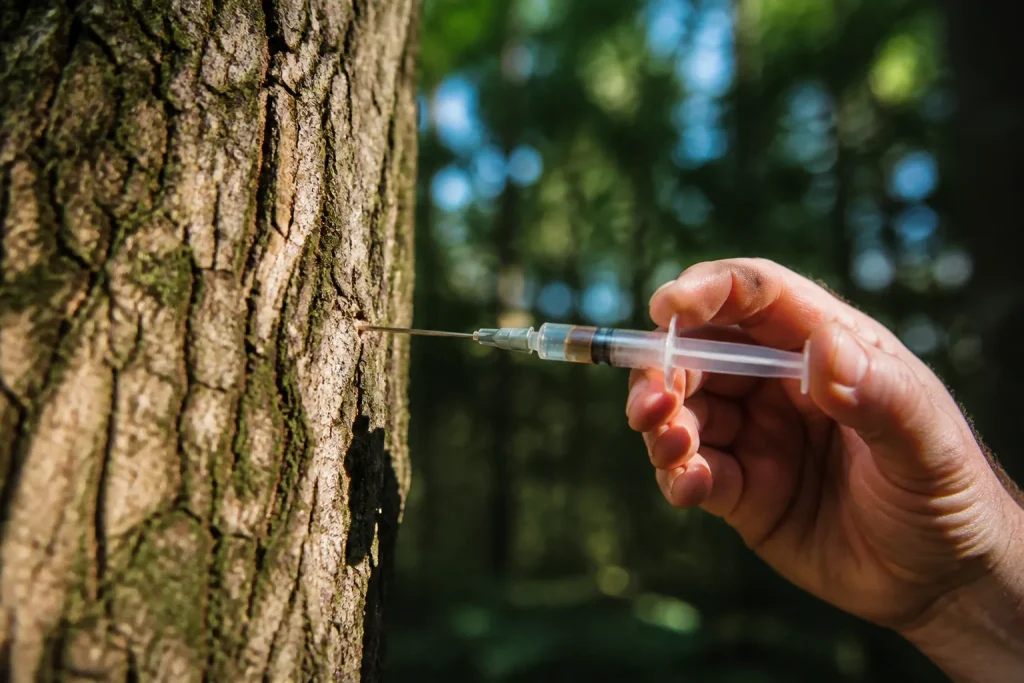 Seringue injectant un produit dans tronc d'arbre