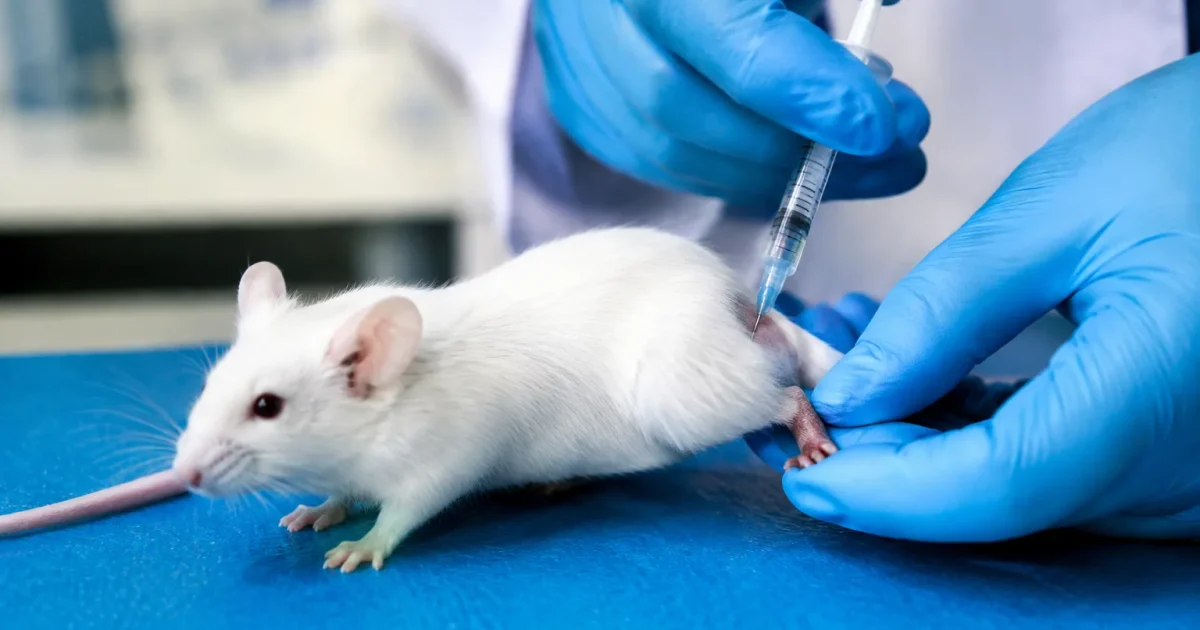 Seringue enfoncant solution dans patte arriere souris blanche