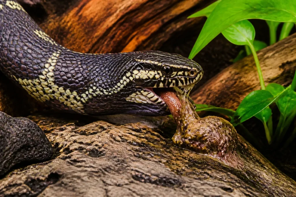 Serpent rejetant debris et fragments indigestes apres repas
