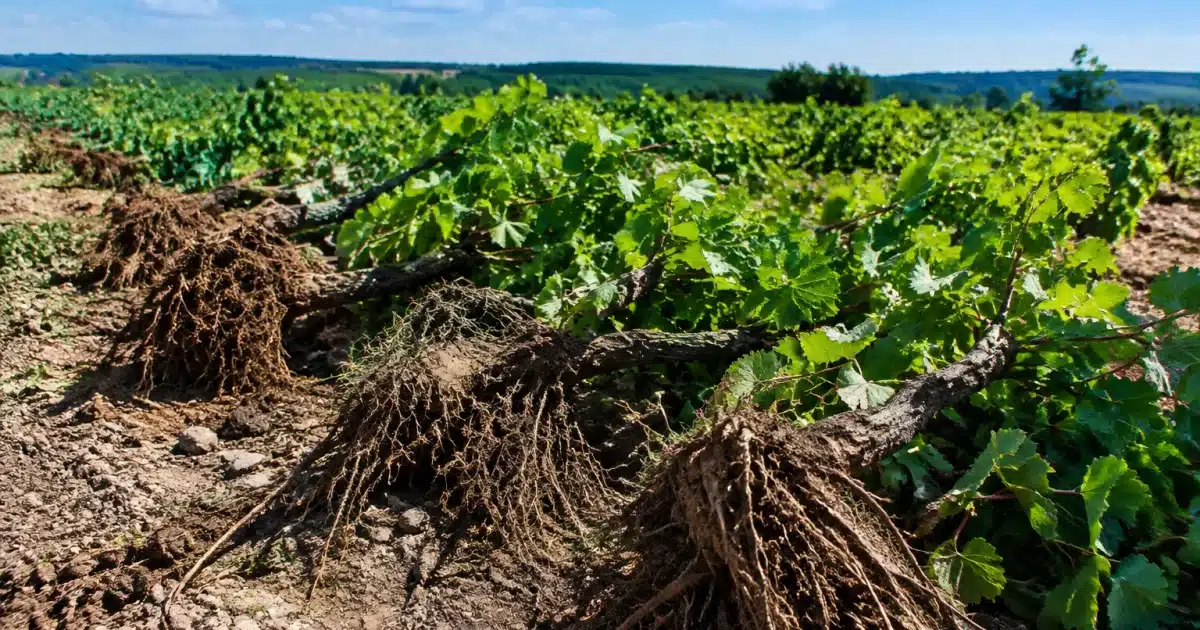 Rangees de vignes arrachees au sol dans vaste champ cultive