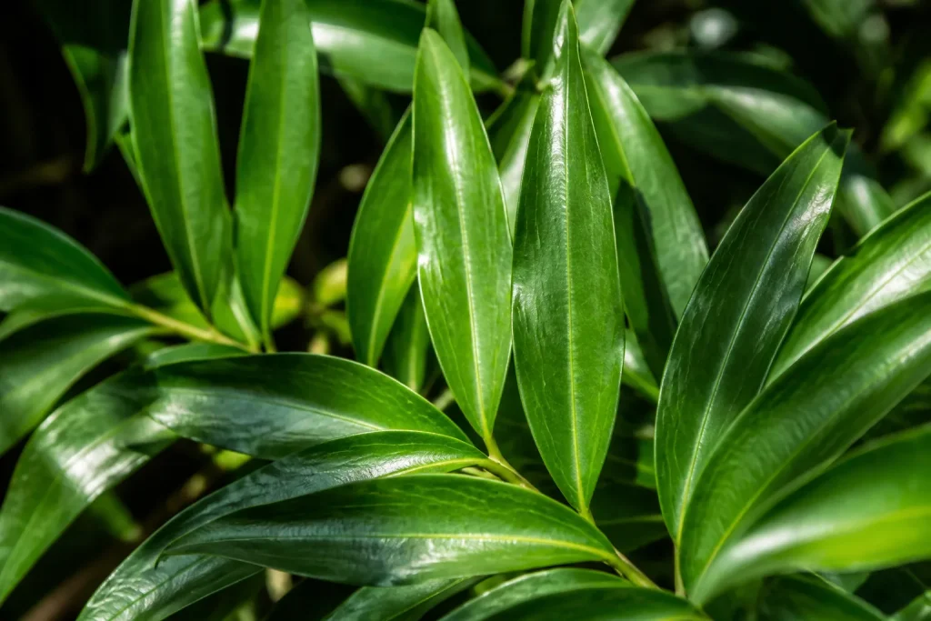 Feuilles vertes lanceolees brillantes capturees en gros plan