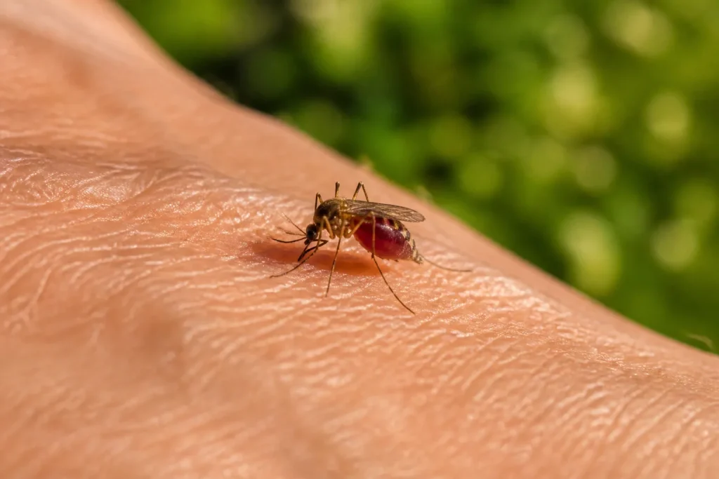 Moustique rempli de sang piquant une main