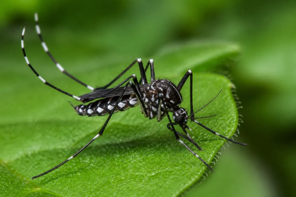 Moustique tigre noir rayures blanches sur feuille