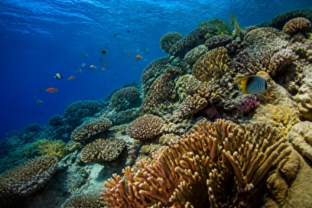 Recifs coralliens avec faune coloree dans reserve marine